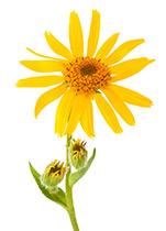Piping Rock NatraBio Arnica Rub Pain Relief Cream